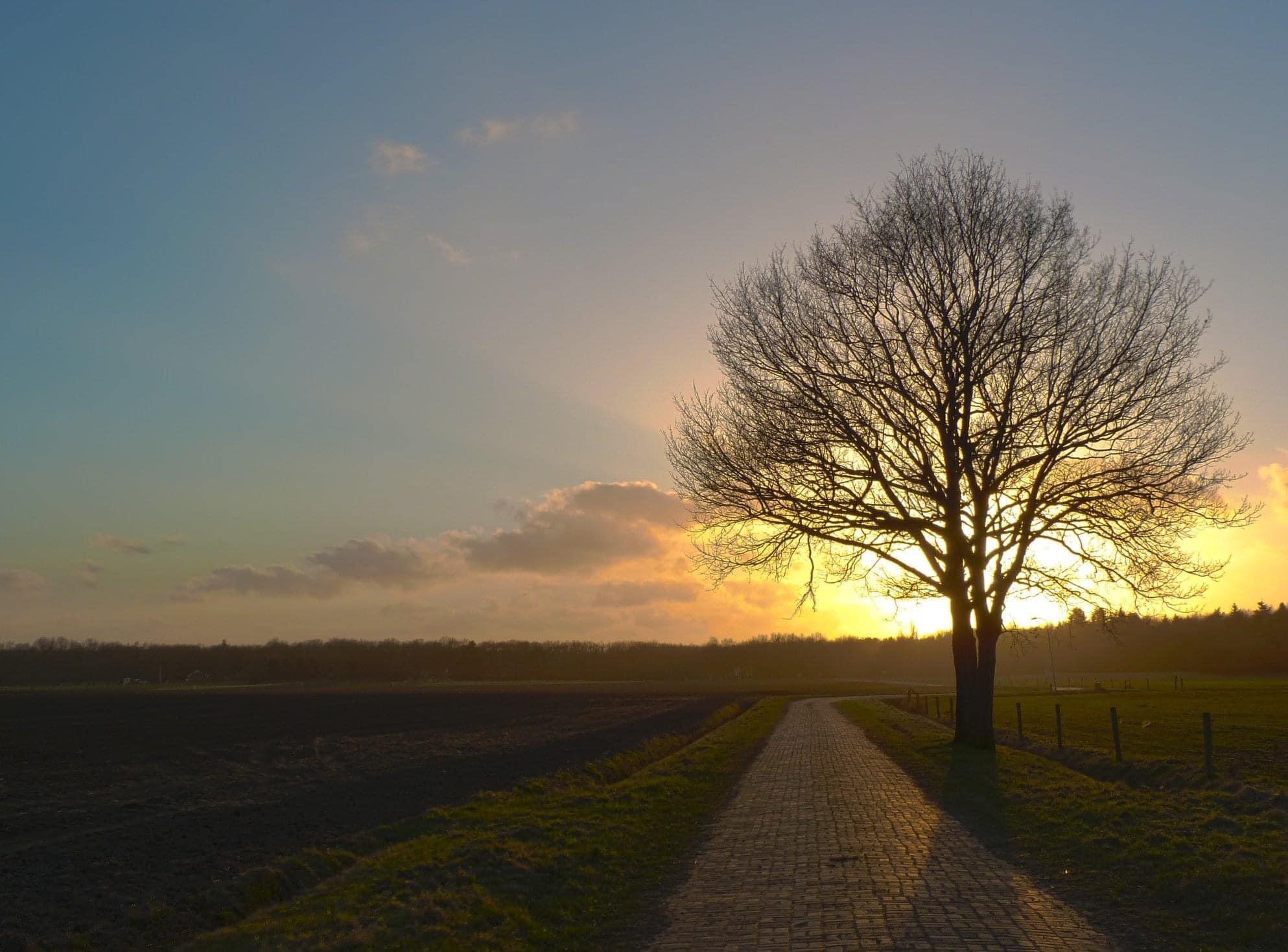 Kuierje foar kanjers fan Team4Sjoerd 
